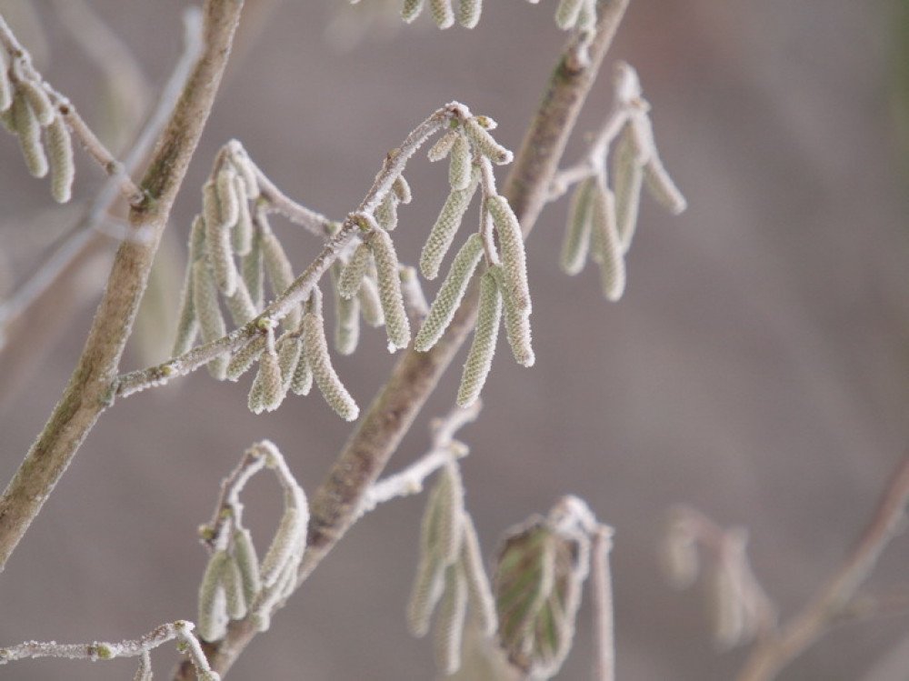 Winterwandeling in de Pannenhoef
